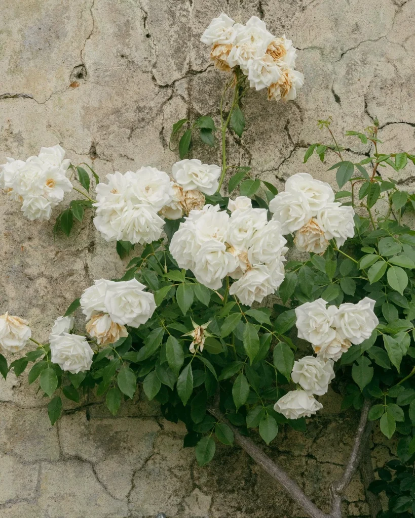 A Tuscany Wedding Styled at Villa Corsini: Timeless Editorial Inspiration in Italy
