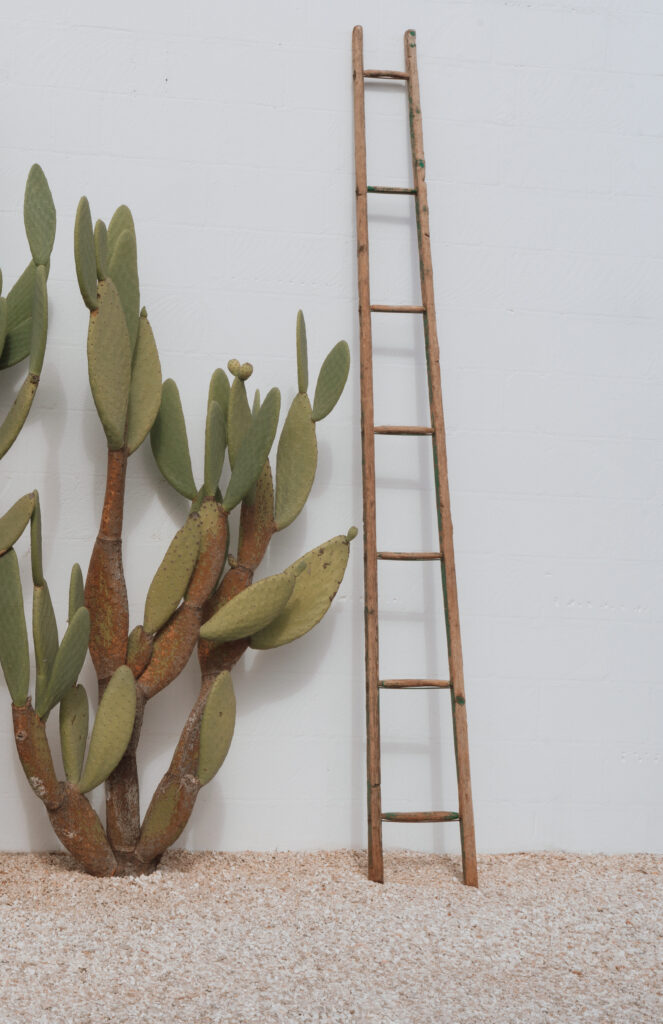 Cactus and wooden ladder against white wall at Masseria Moroseta in Puglia Italy